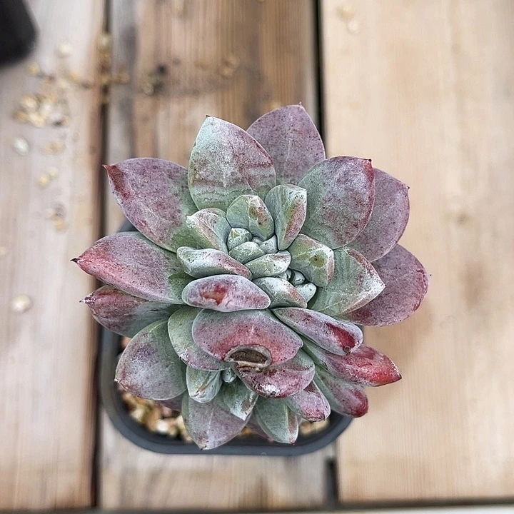 原种格瑞内寄养，郑