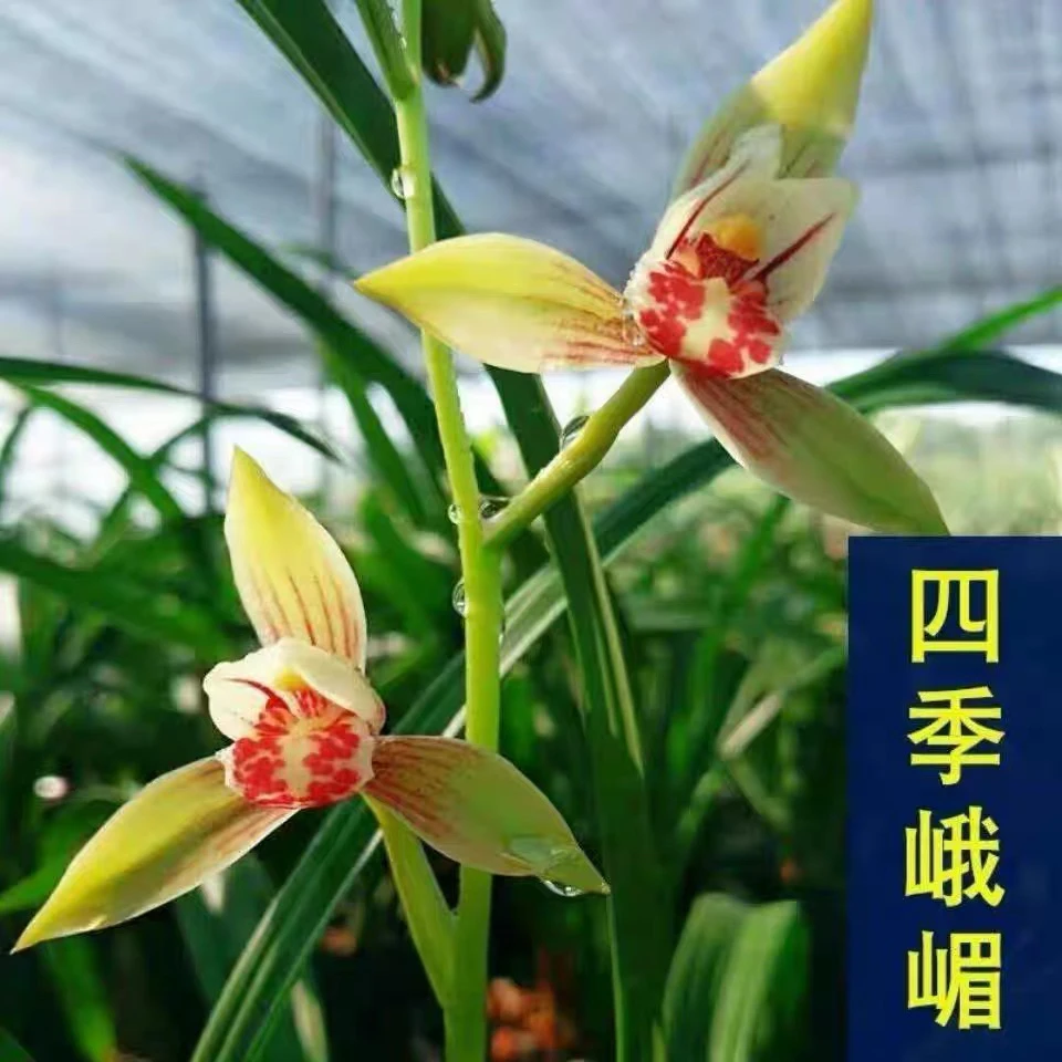 带花苞【四季彩霞】建兰浓香兰花好养易活