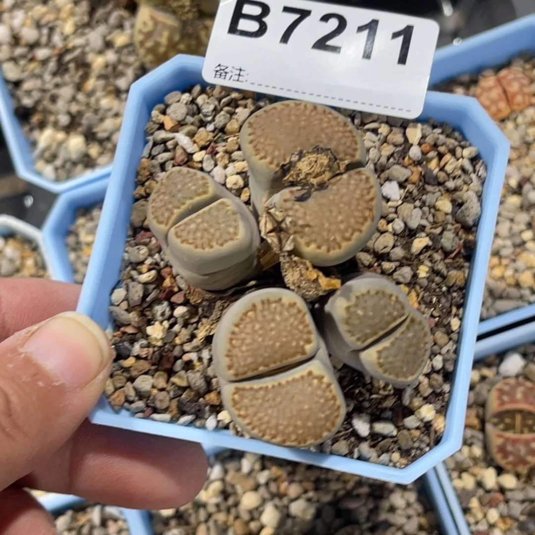 小***呀7211群生4头巴里1