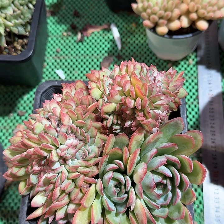 荷花缀化多肉植物的生长