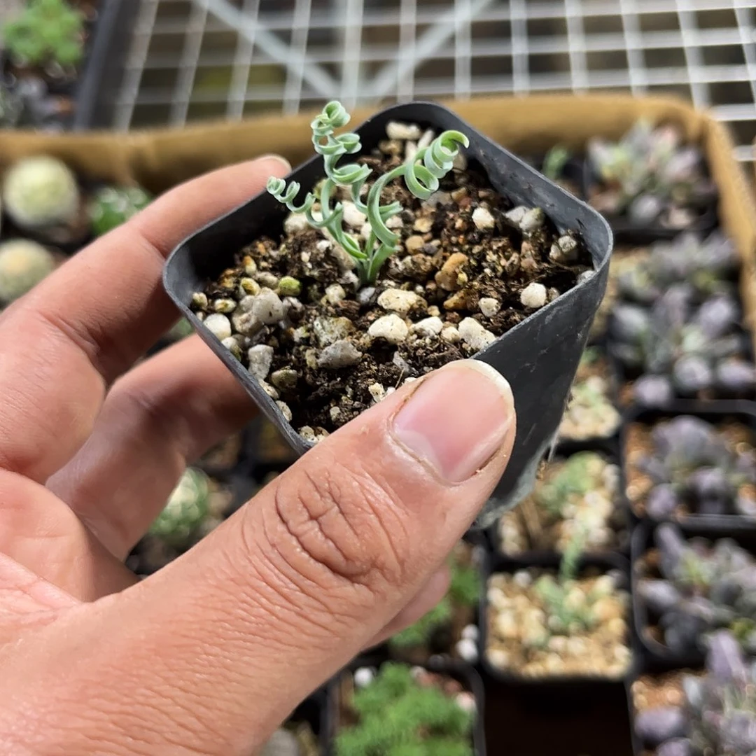 卷叶弹簧草单头发货