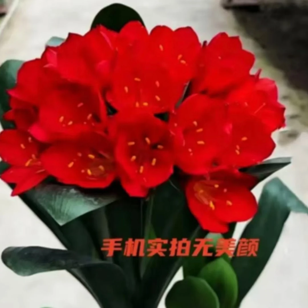 君子兰【10-14叶】过年开花盆栽绿植客厅阳台自然实物盆栽花卉客厅
