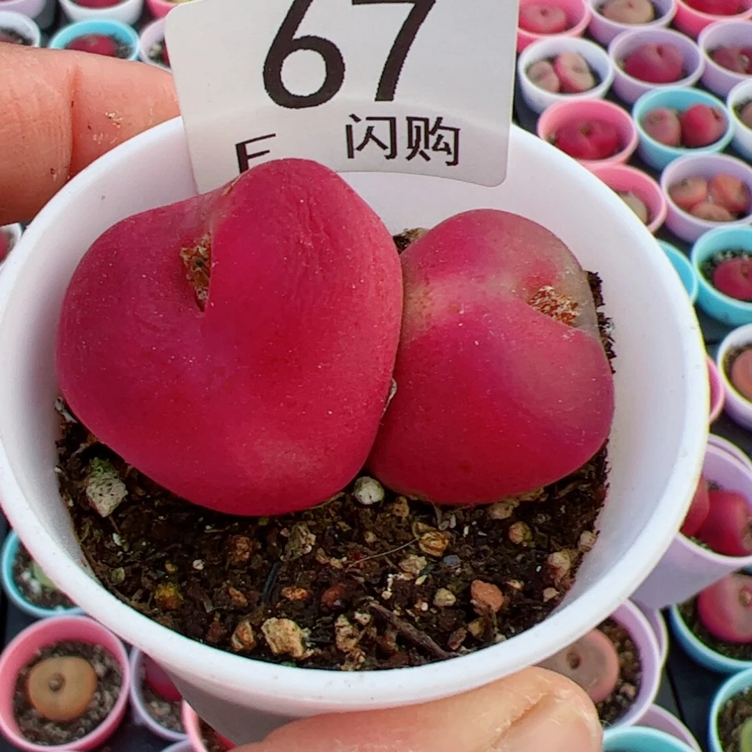 y****a我很喜欢这个F67