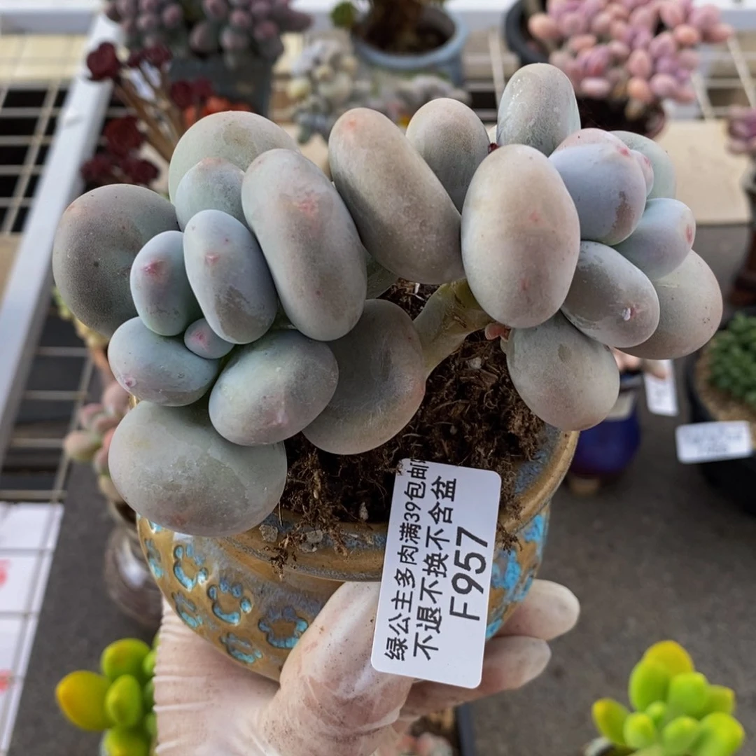 大叶奶酪957/10cm的肉