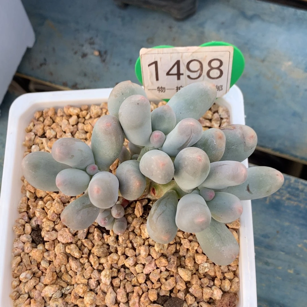 米可奶无砍一物一拍1498