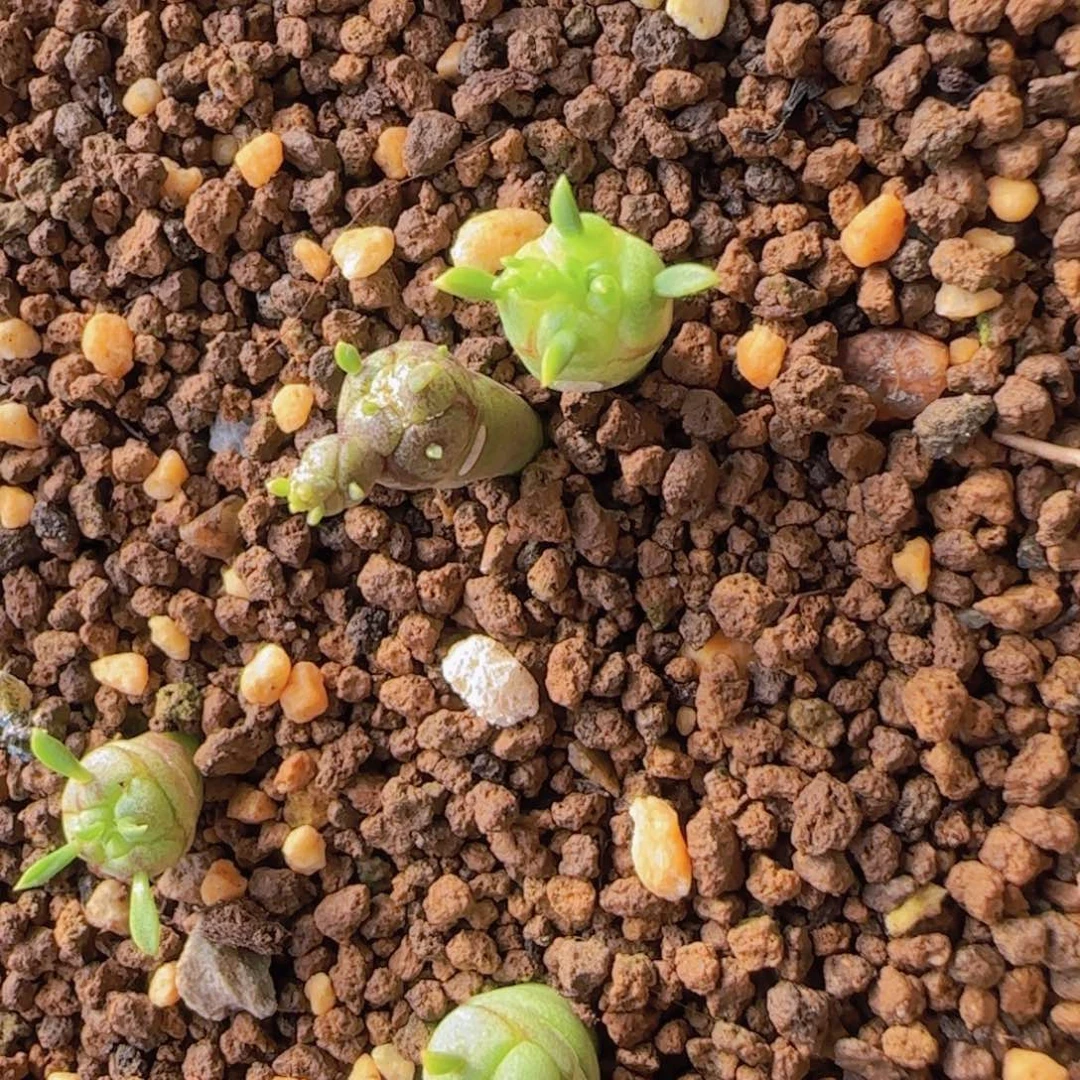 ?块根植物块根植物