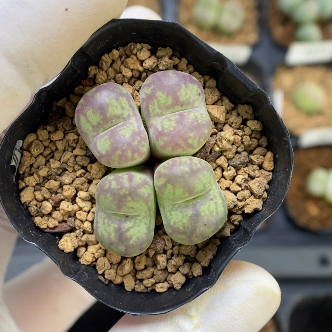 多肉植物肉锥杂交K-3249