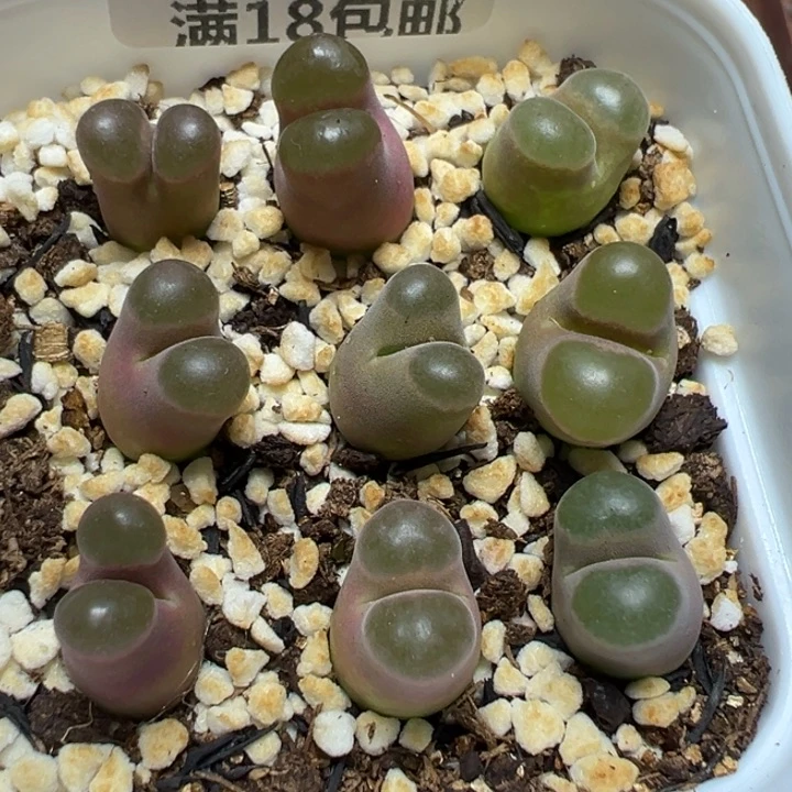 【闪购商品】 534。