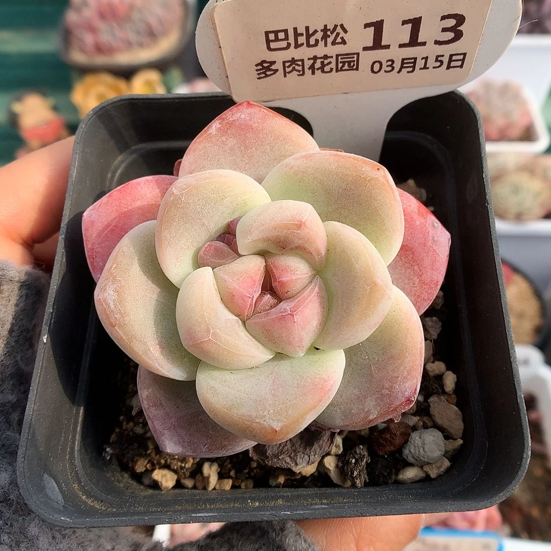 113肥肥紫心冰玉多肉植物