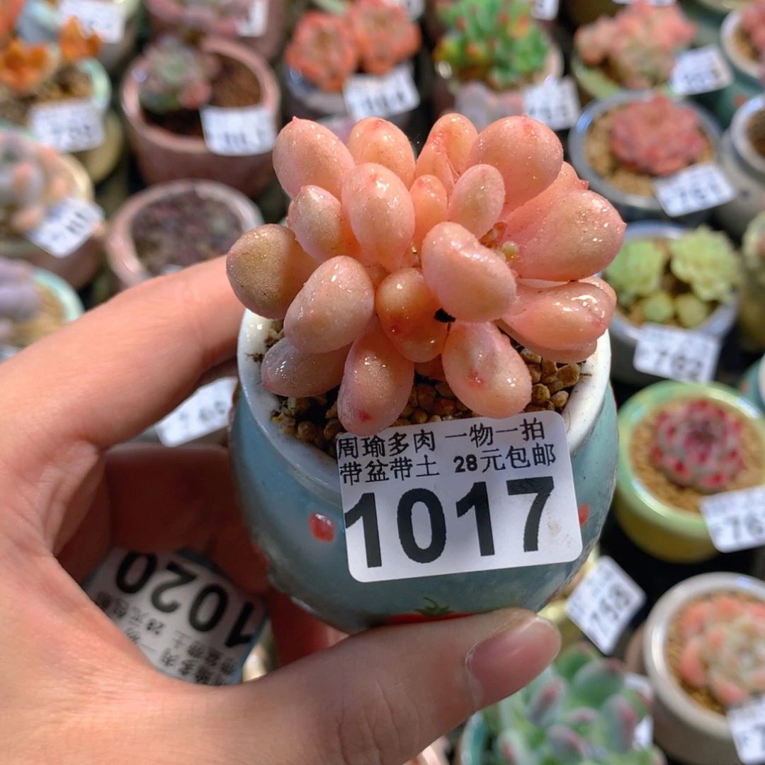 5厘米盆精控多肉1017