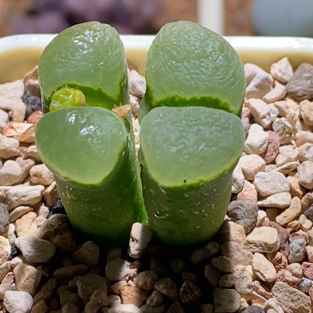 清新感绿体风铃清新感绿体风铃