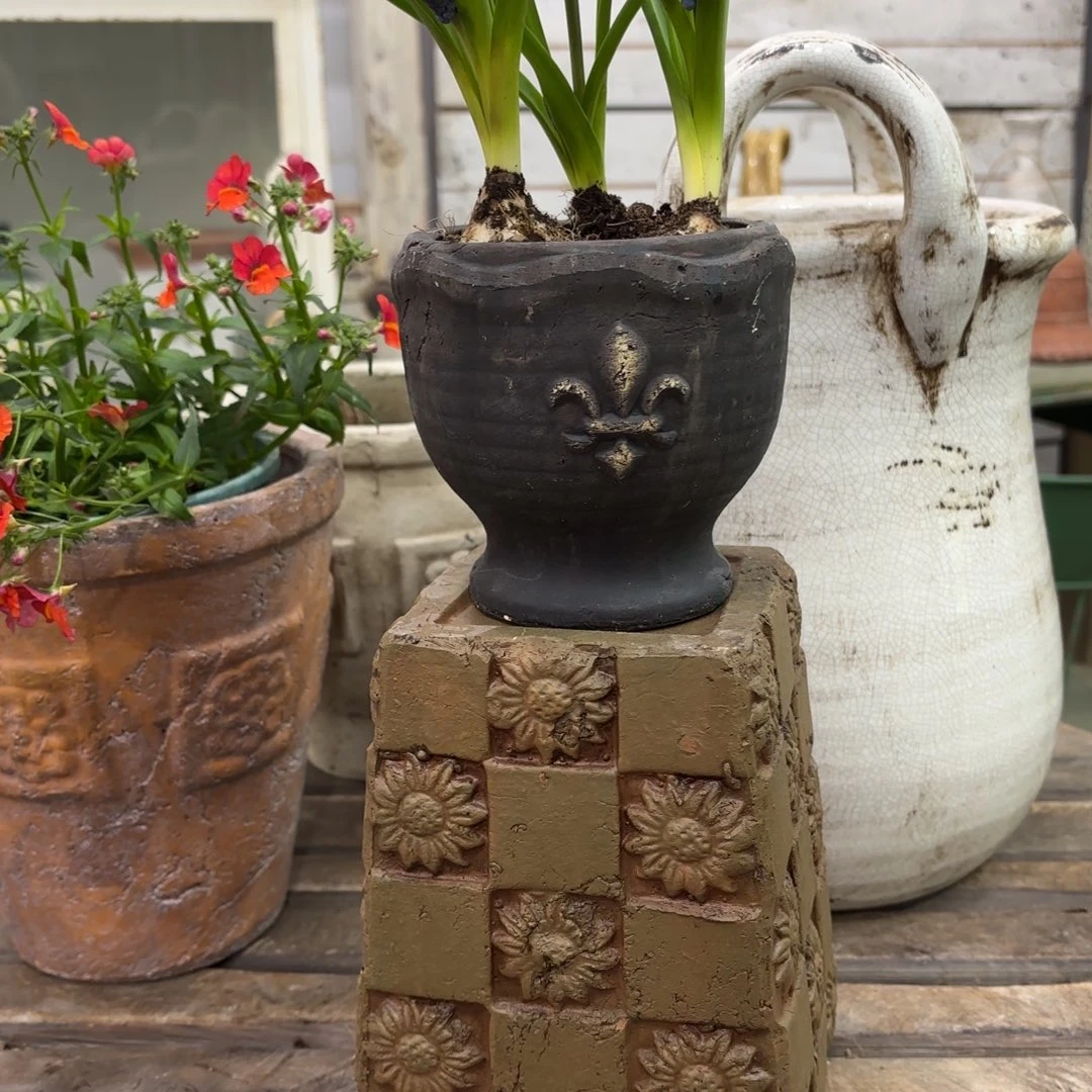 许纯的花房 克罗心小盆