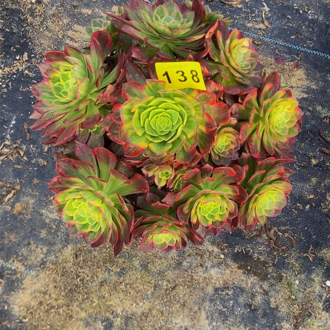 艳**照多肉000138万皇锦