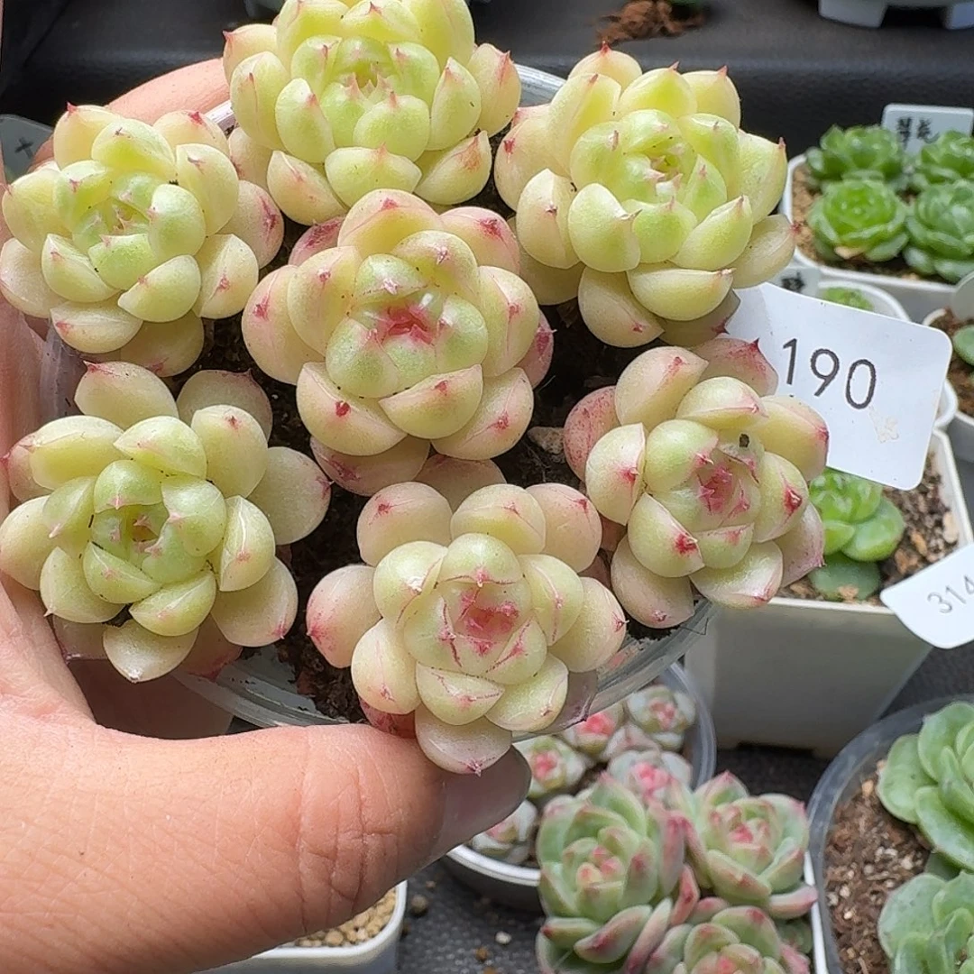 一物一拍一物一拍916-190