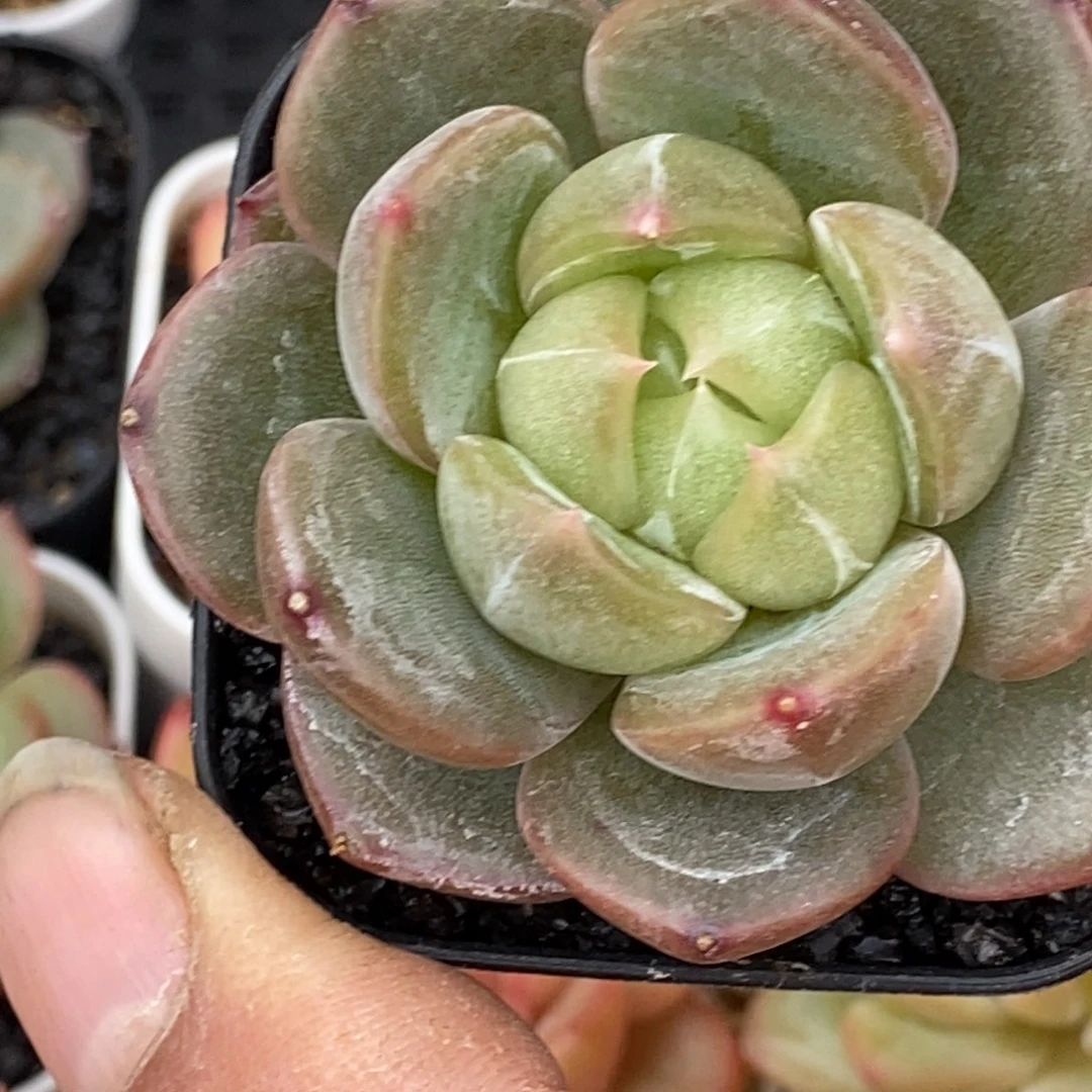 天官赐福百无禁忌