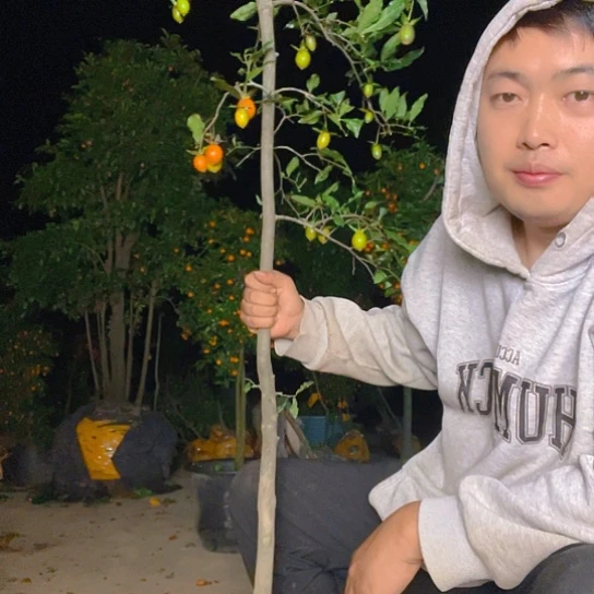 无花朵金弹子庭院原生品种