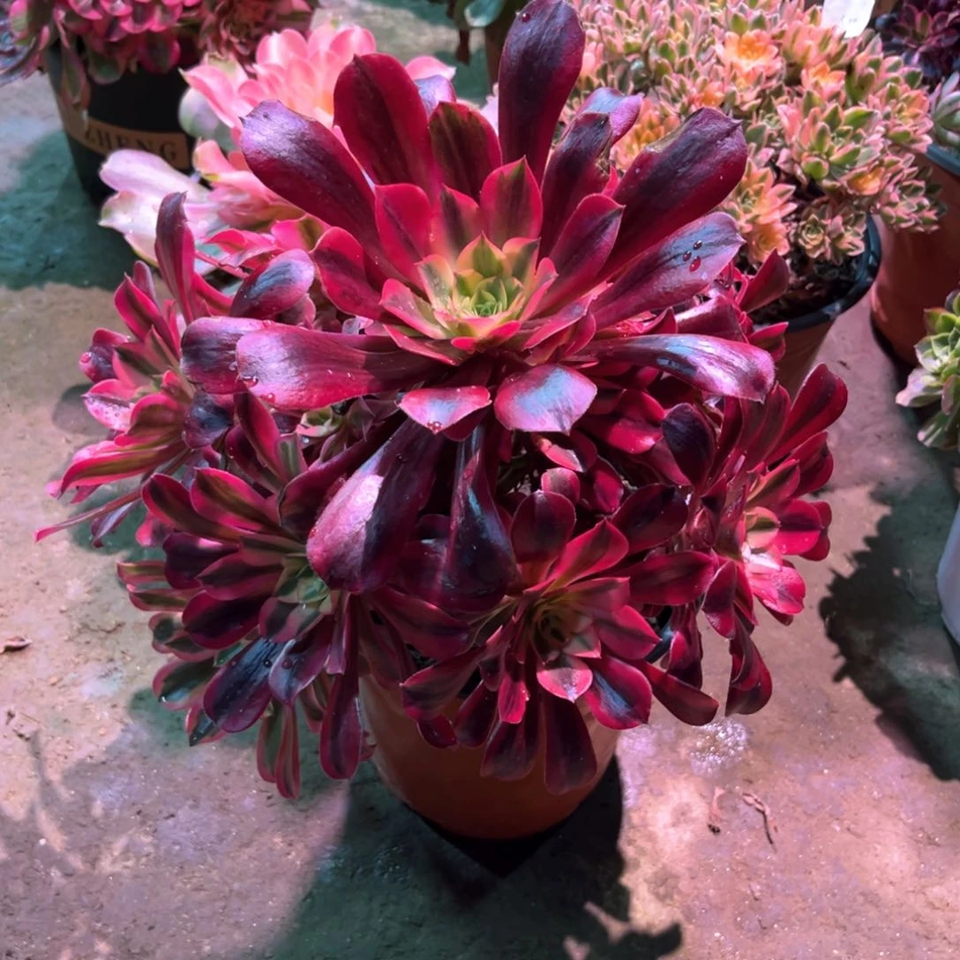 多肉植物美杜莎515