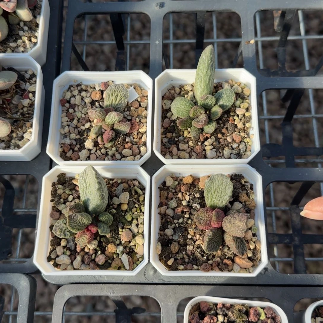单颗大鱼海棠量拍链接