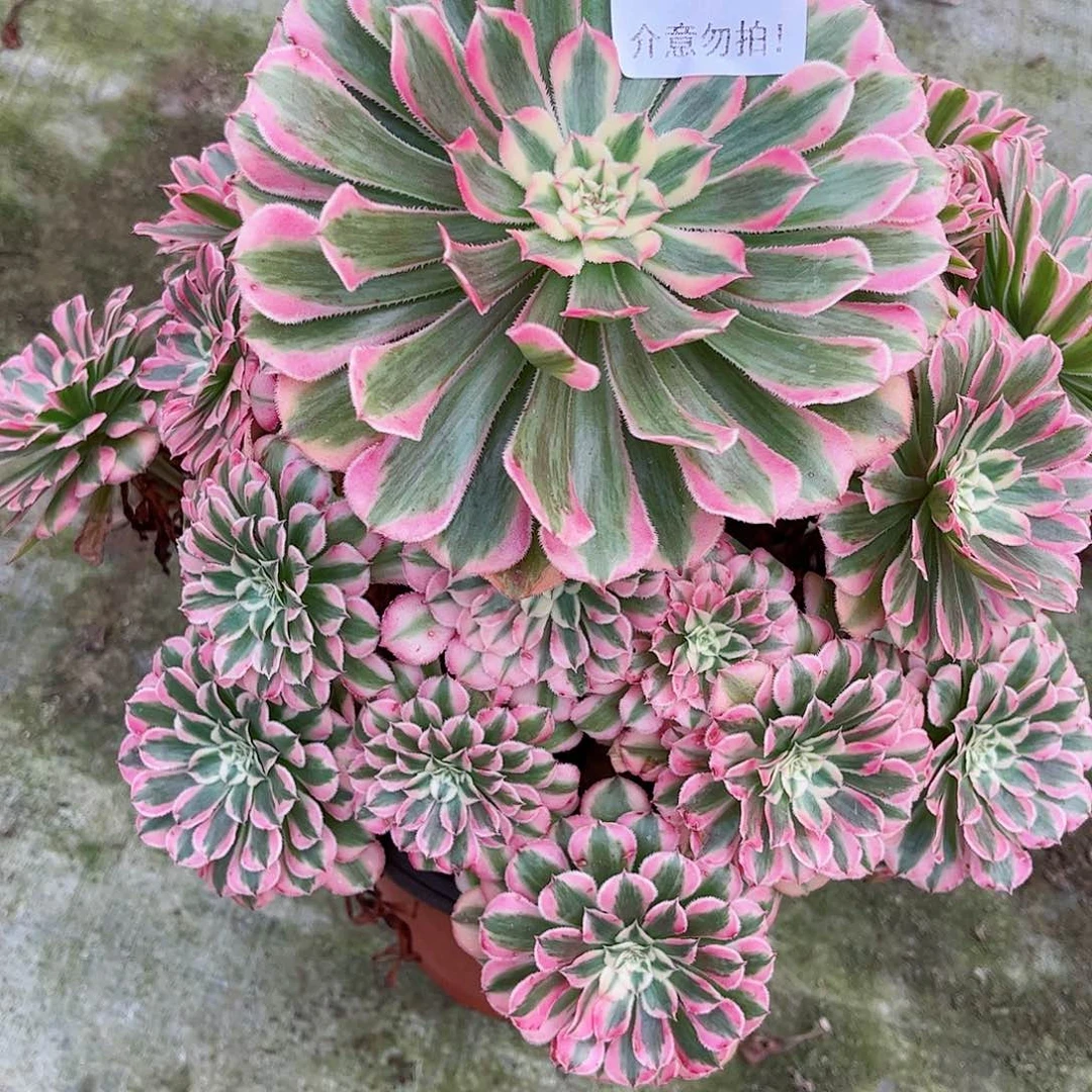 无花朵多肉植物209