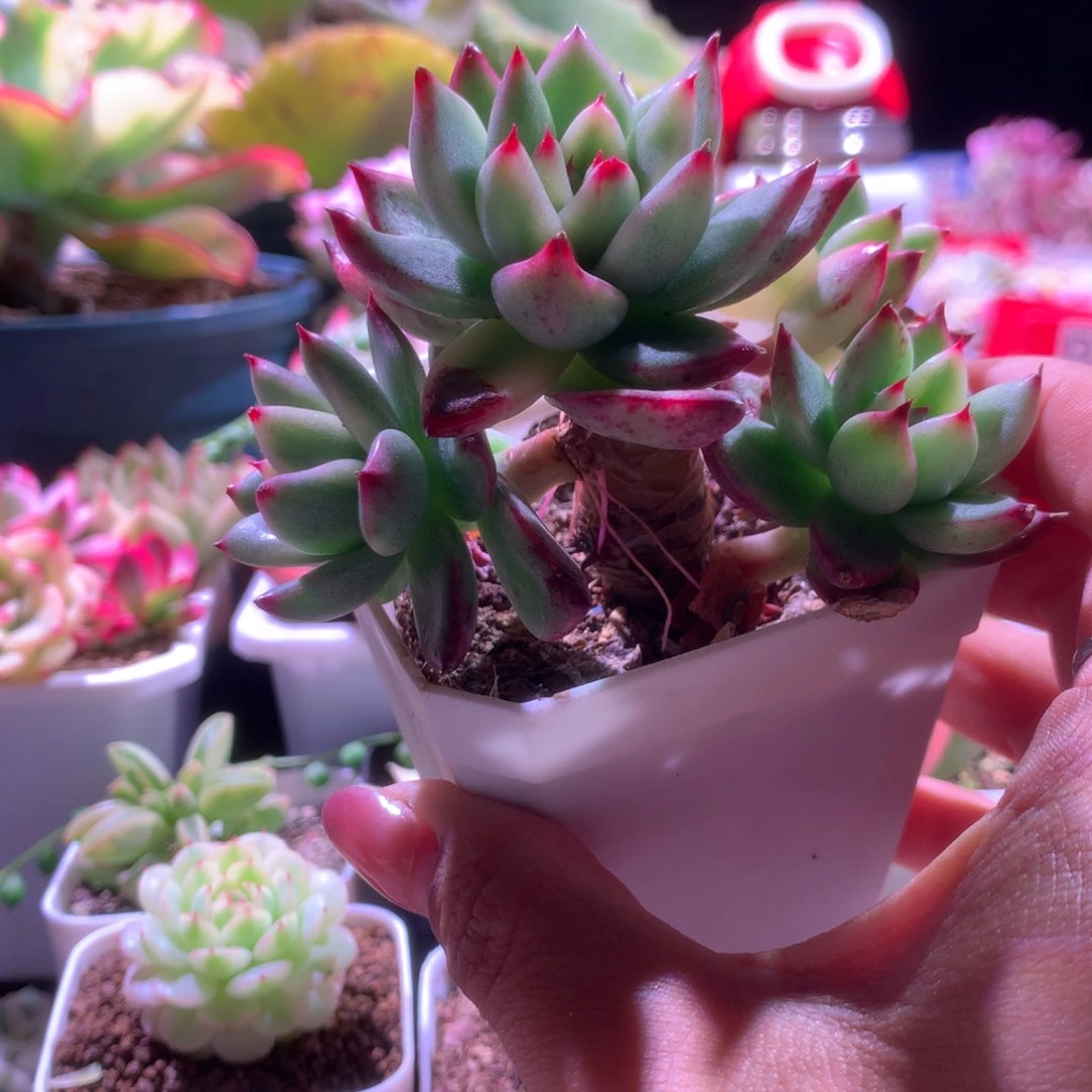 艾伯尼锦多头有根