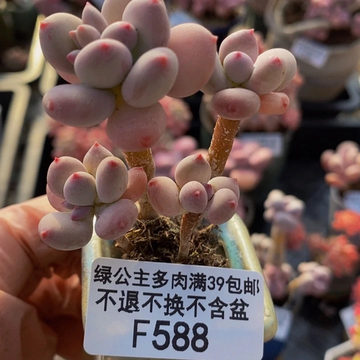 四代苹果奶588多肉植物
