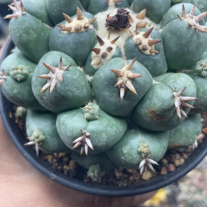 短豪刺象牙丸仙人球
