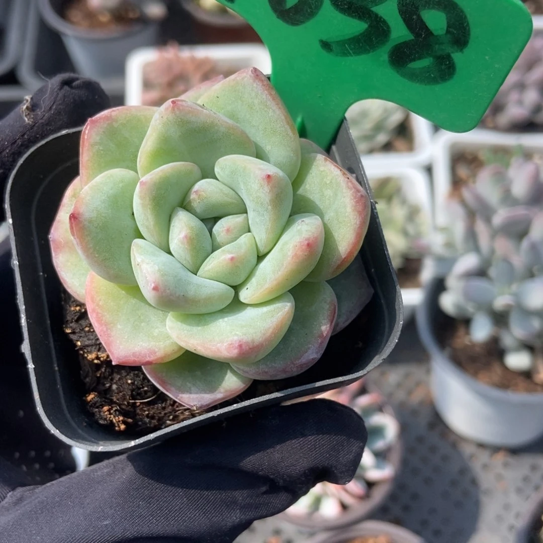 1038泡芙多肉植物