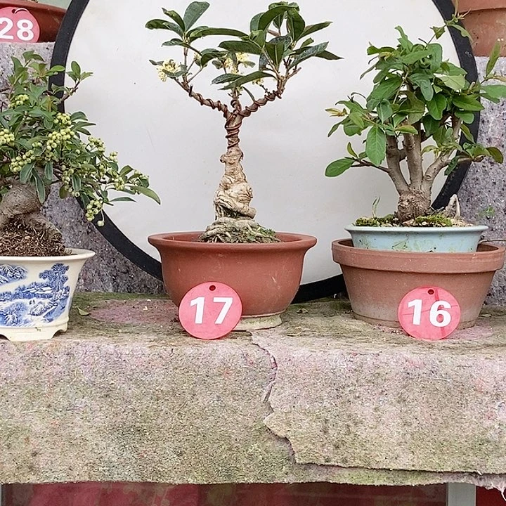 完全开放悟*开花