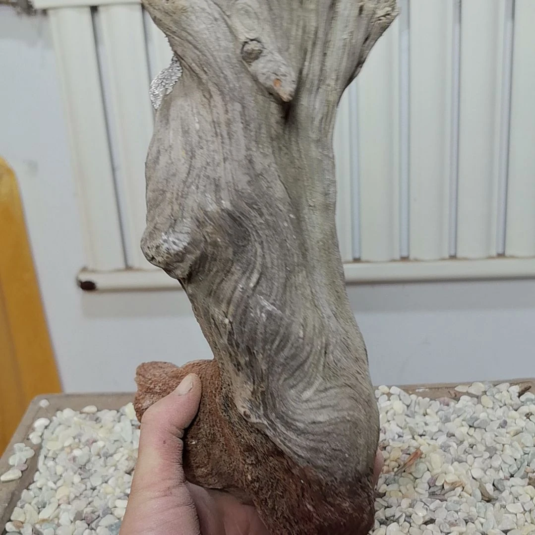 檀香紫檀（小叶紫檀）培****工