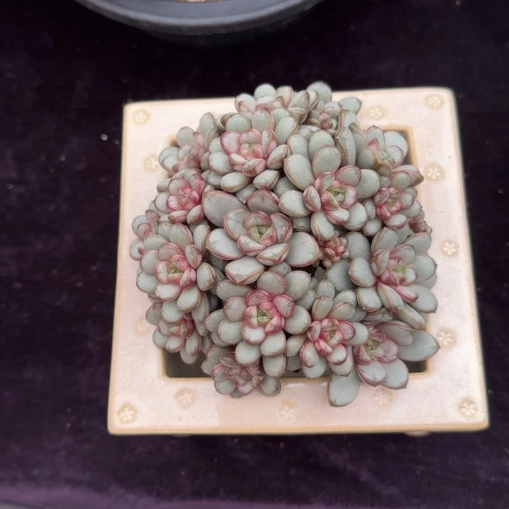 吖***妮12厘米左右一物一拍的