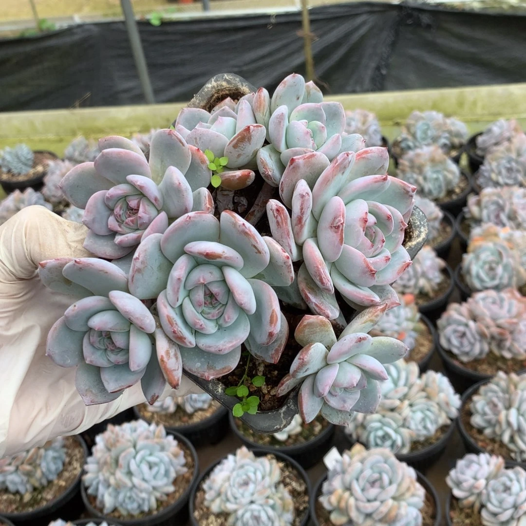 无花朵哈哈哈哈哈哈哈哈82