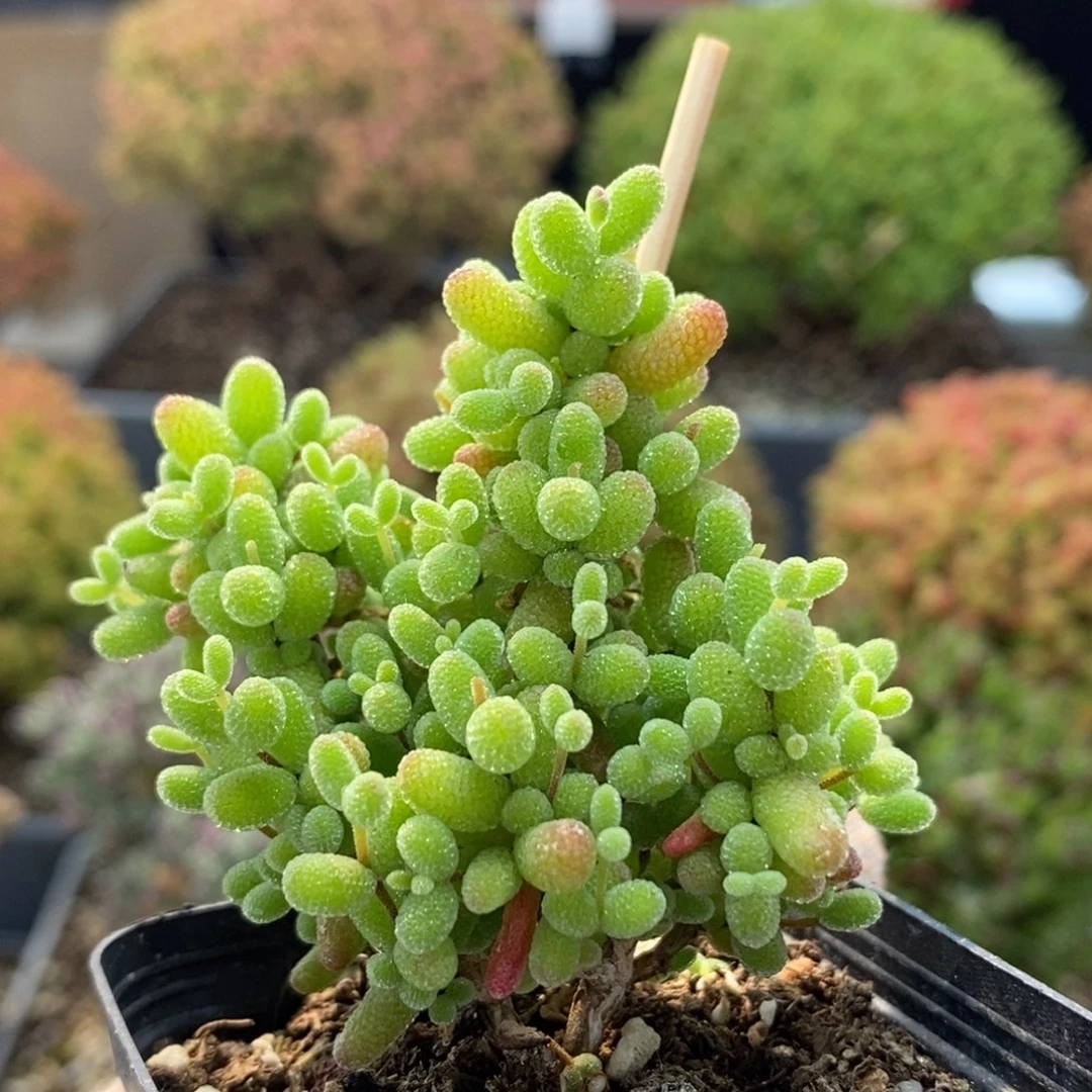 金橘糖球6083枝干番杏