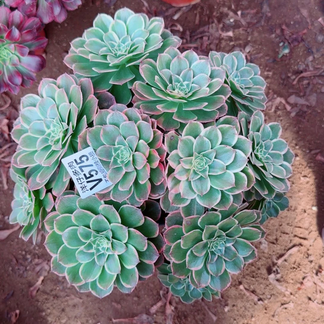 孔雀翎发师575冠幅25