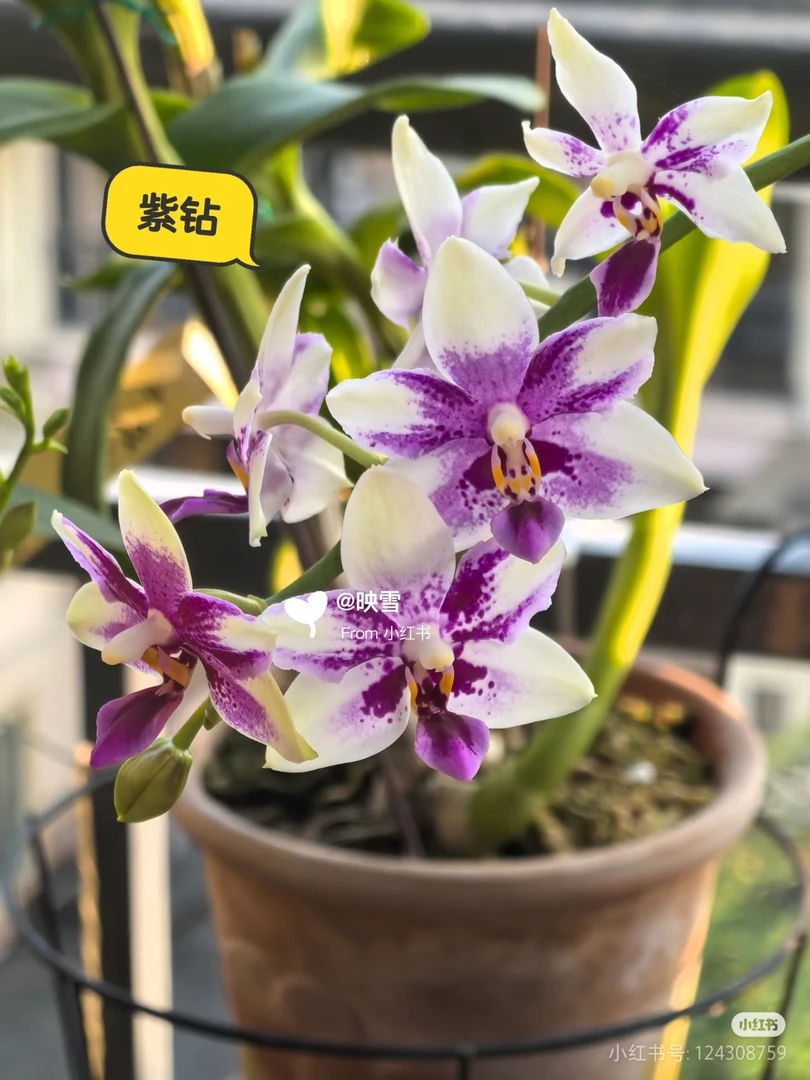 【兰语甄选】（紫钻）3.0寸带香味紫白色渲染蜡质小花型精品苗