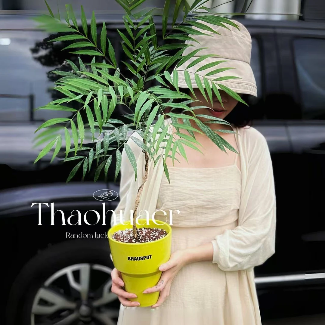 十大功劳盆栽室内外四季常绿植物小众盆景简约文艺茶室耐阴