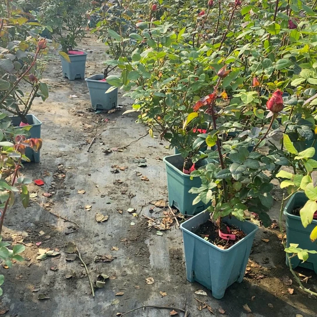 无花朵玫瑰品种随机5棵土球不售后