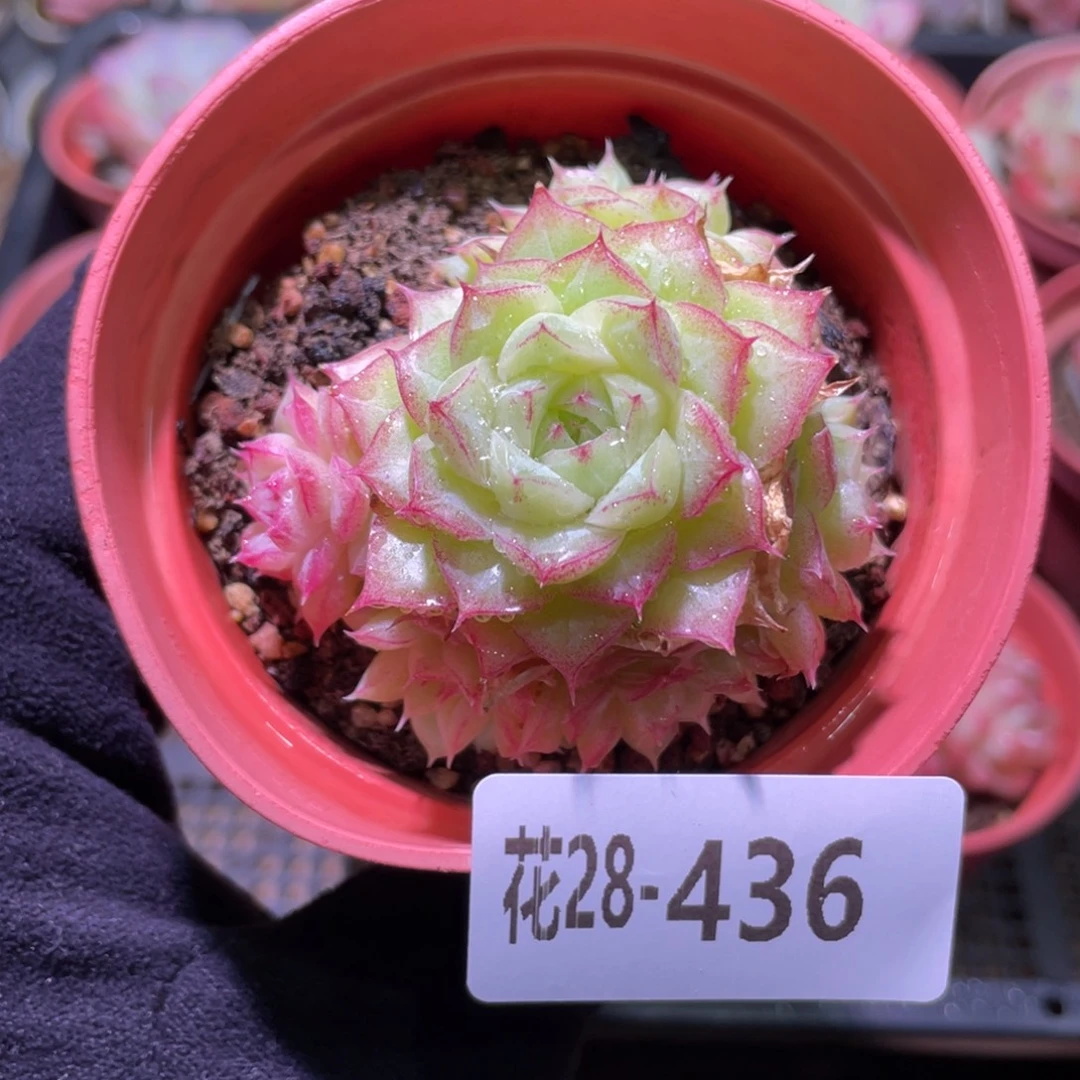 花利美28-436女王玫瑰