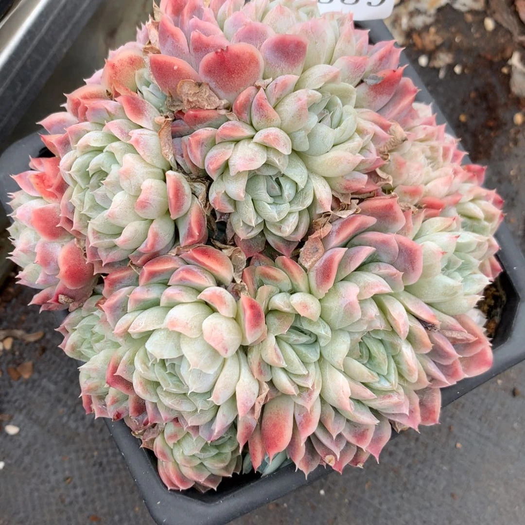 2559杂交多肉植物