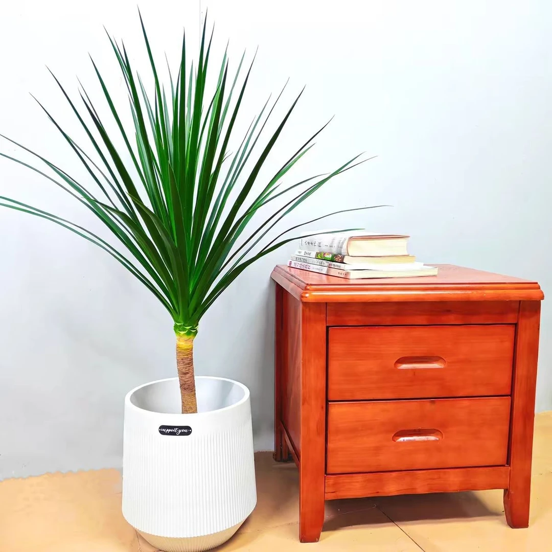 太空铁龙血树/龙铁树盆栽室内植物净化盆景具有观赏价值老庄苗