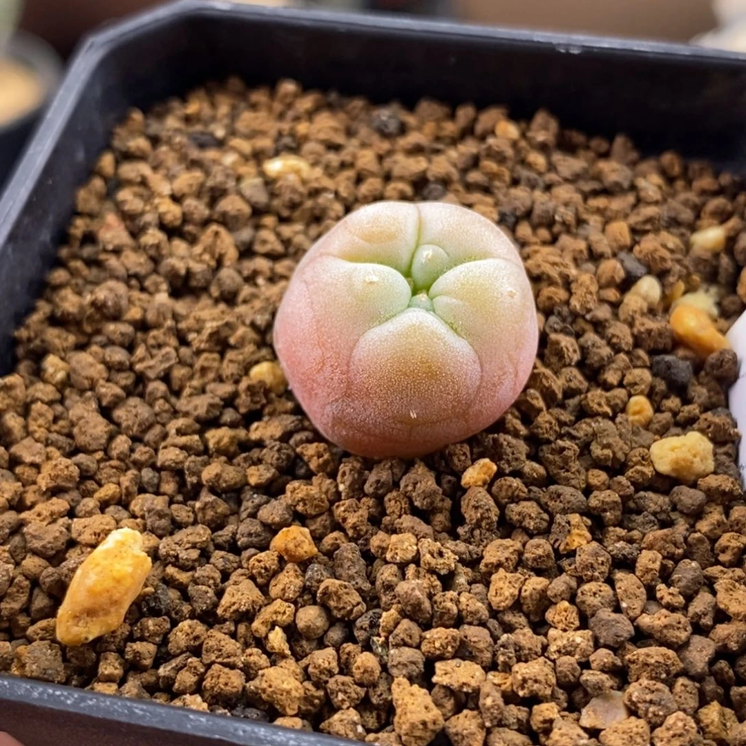 实生粉色鱼锦无刺仙人球