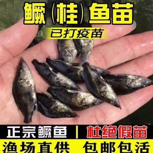 淡水养殖鱼苗鳜鱼桂花鱼可观赏肉食性凶猛冷水鱼