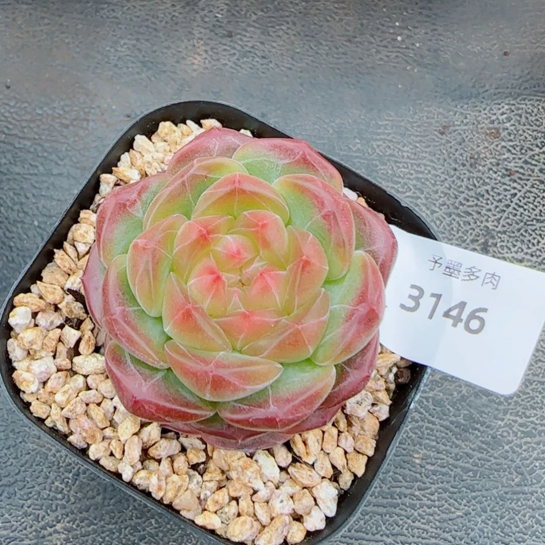 星空幻影，3146多肉植物