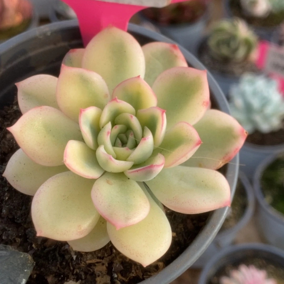 540雨燕座锦锦锦锦锦