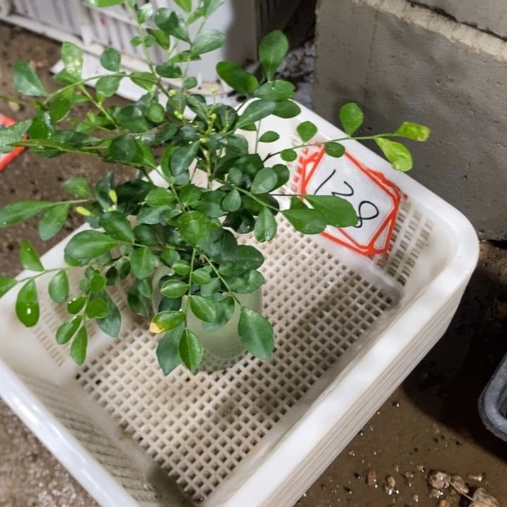 玉***色无花朵退款拉黑拉138