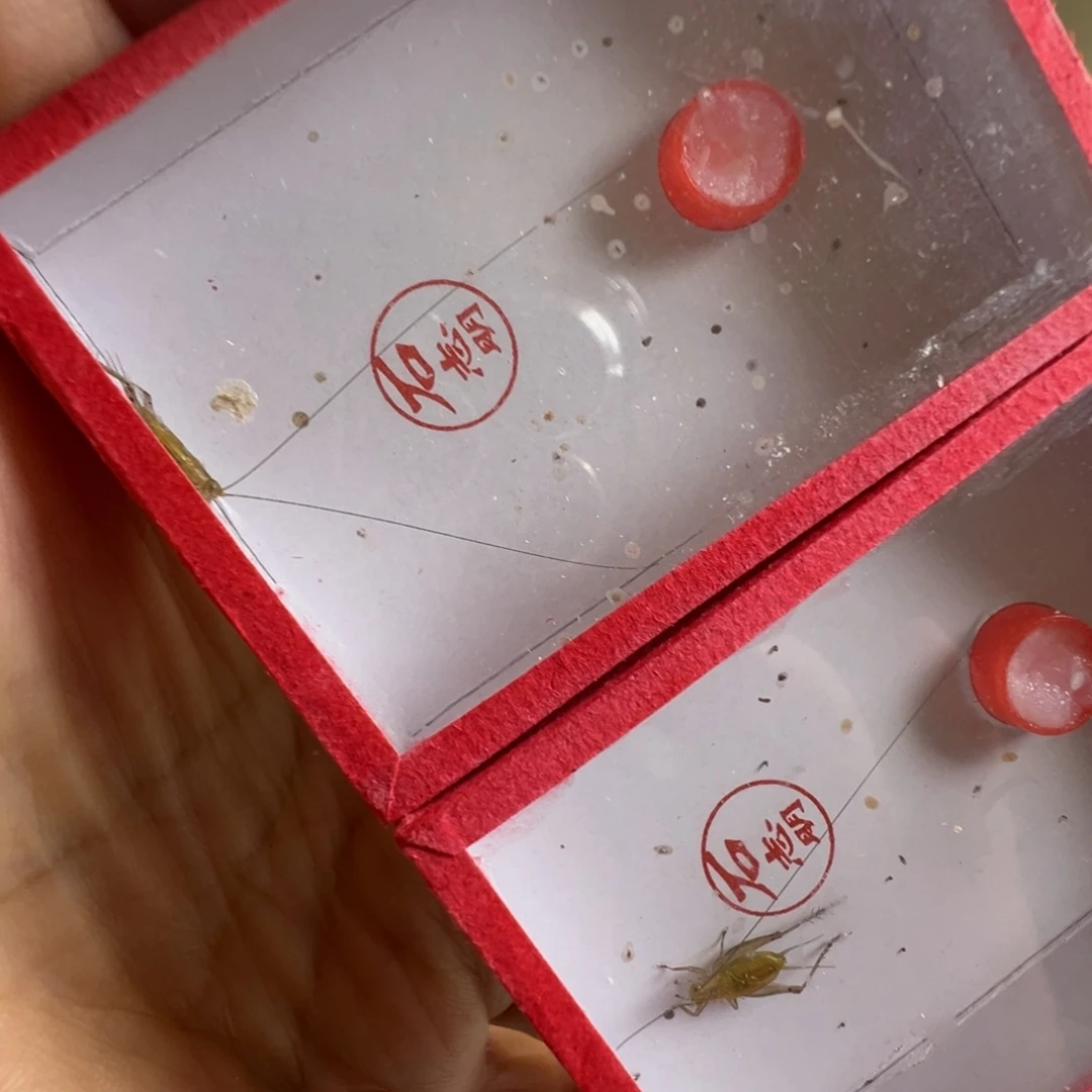 蟋蟀两只长须石冬黄漂亮