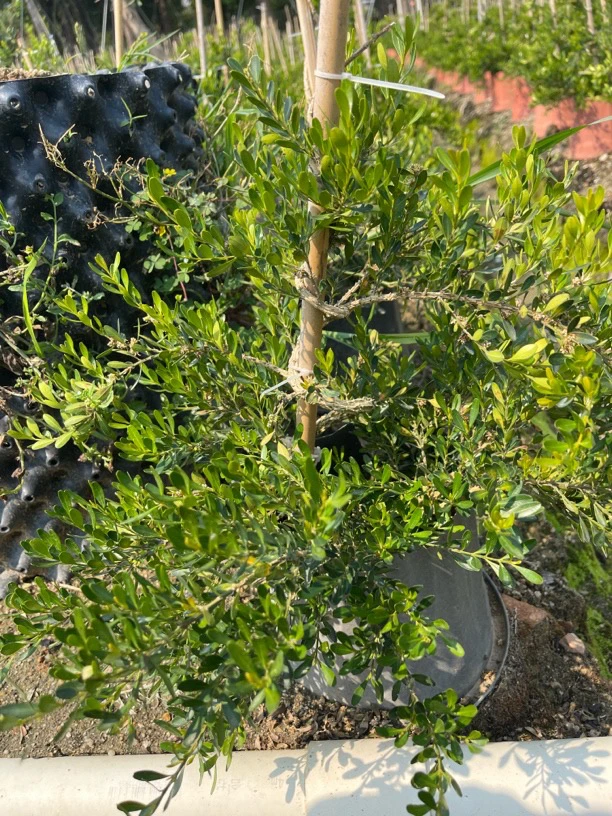 广东皱皮雀舌黄杨/童子功/游龙素材桩/室内室外适用/黄杨世家