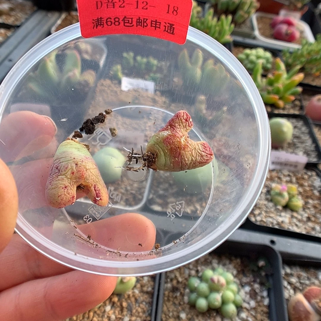 【闪购商品】2-12-18 斑马蹄2颗 40阿黎