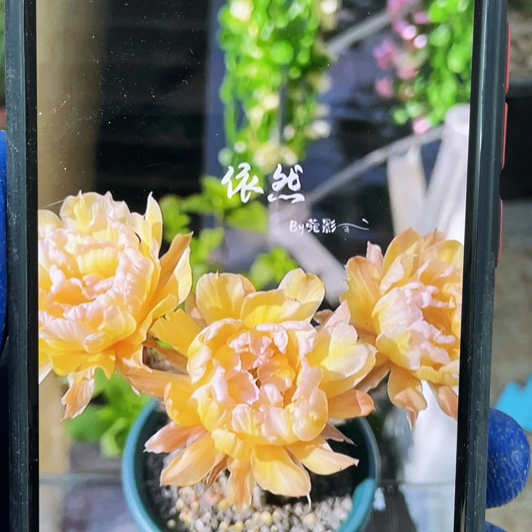 依然自根球6公分以上带盆土