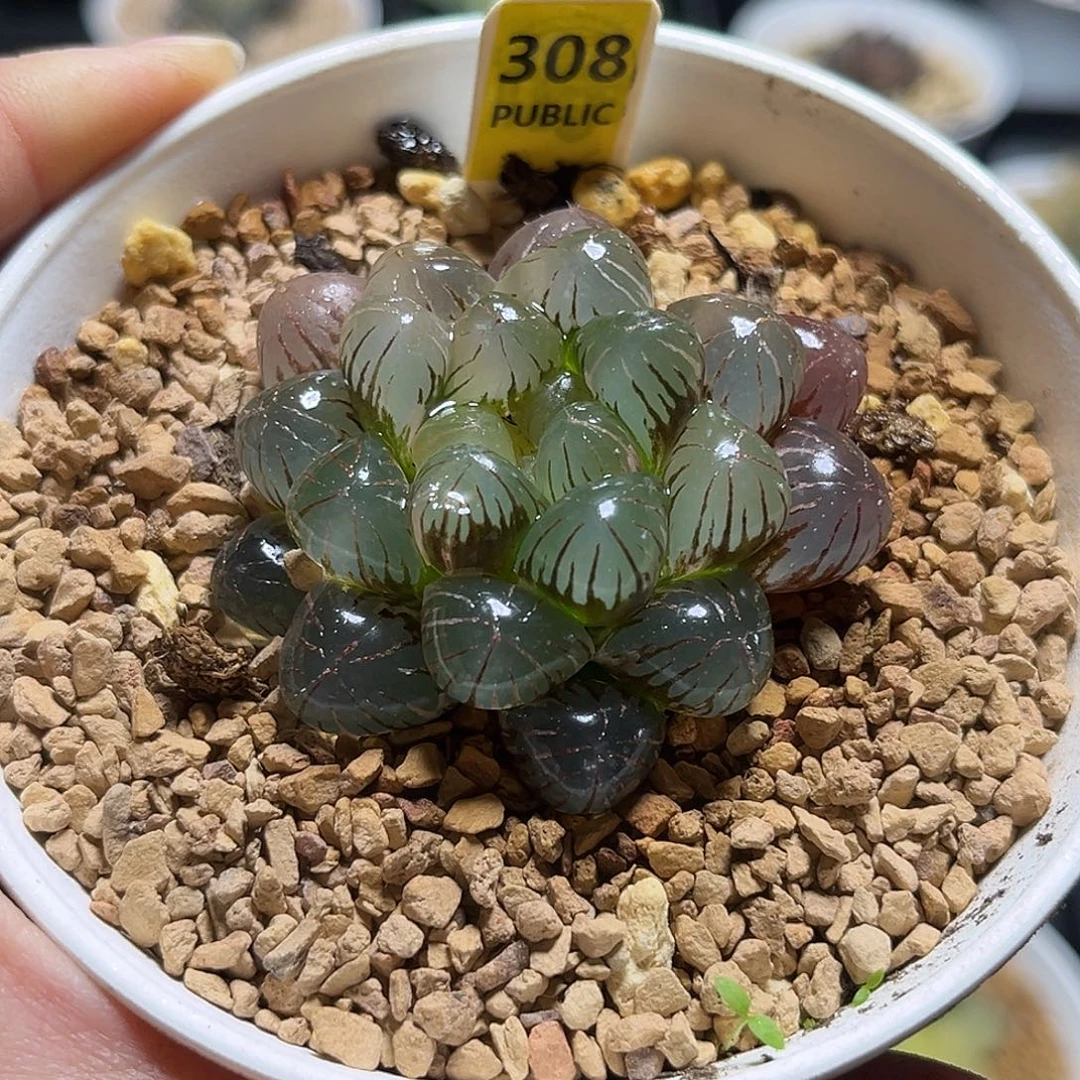308姬玉露锦一物一图