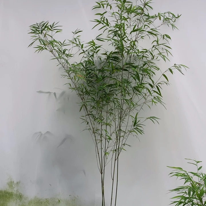 无花朵竹子内门竹素材盆内们